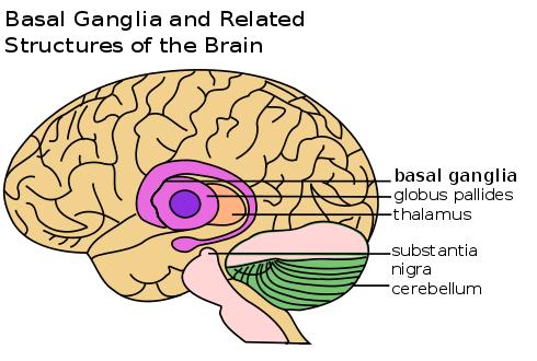 Illustration: Basal ganglia in the human brain